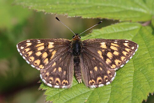 Duke of Burgundy (butterfly)